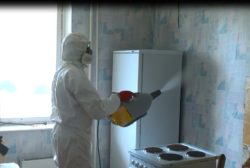 Клопы в квартире, как избавиться: обратиться в disinfection-eko.ru
